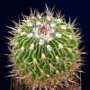 Stenocactus_erectrocentrus